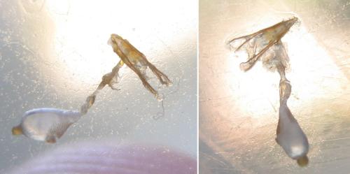 Phycitodes binaevella